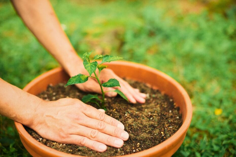 Renda extra com jardinagem